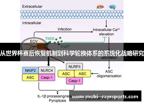 从世界杯赛后恢复机制到科学轮换体系的系统化战略研究